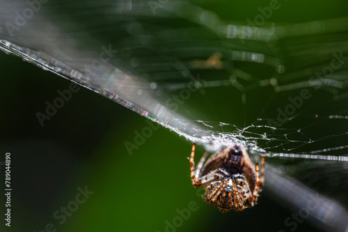 macro of spider on his net in natural backgrpund