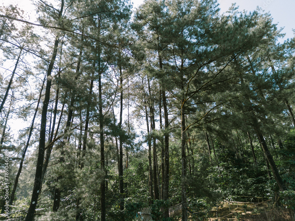 Pine trees illuminated by the backlight of the rising sun, casting a serene and enchanting glow, perfect for nature-themed visuals. Pine trees illuminated by the backlight of the rising sun, casting a serene and enchanting glow, perfect for nature-themed visuals.