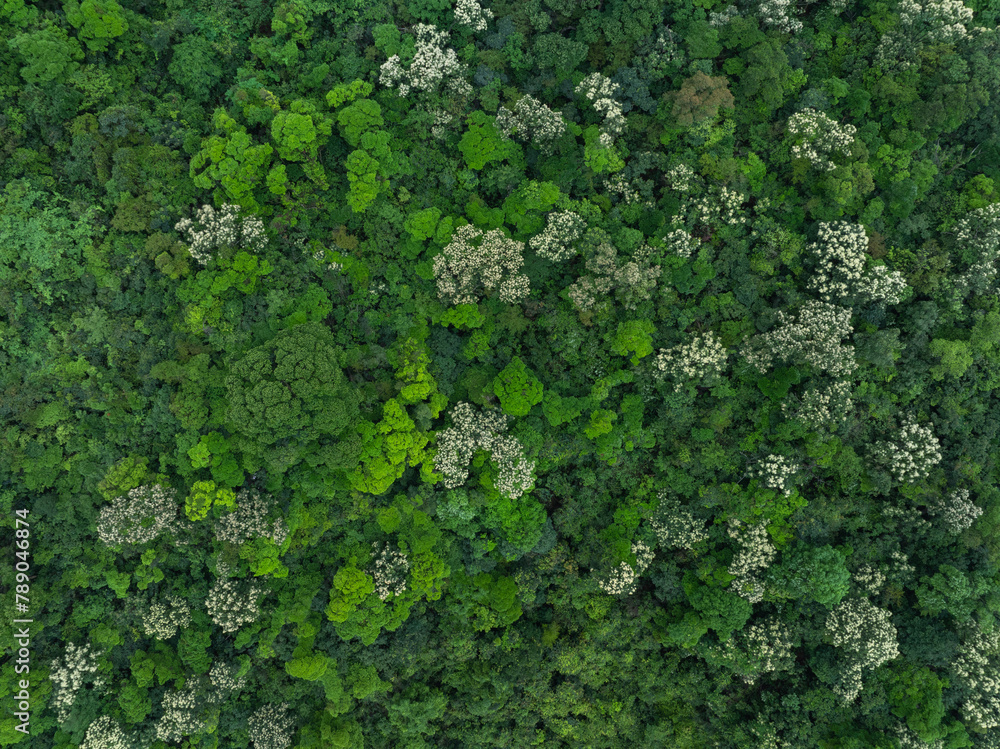 Aerial view of beautiful tropical forest mountain landscape in spring