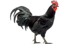 full body black rooster isolated on white background