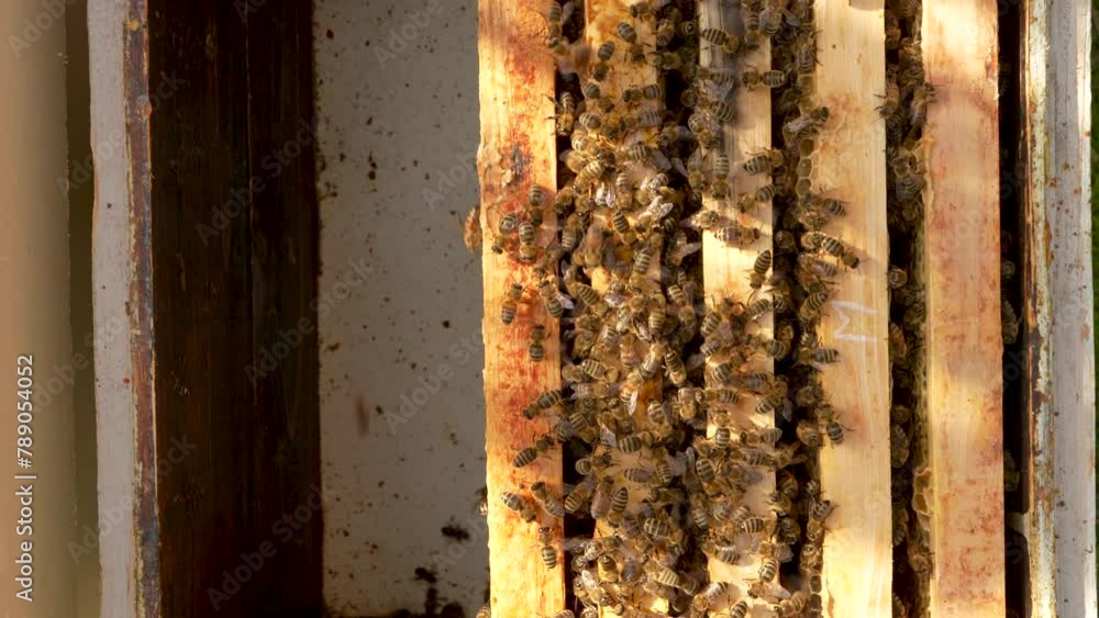 Bees work in the hive. Frames with honey. Bee colony. Organic beekeeping, honey bees Bees work in the hive. Frames with honey. Bee colony. Organic beekeeping, honey bees