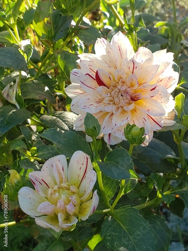 Beautiful Dahlia Picasso flower in the garden.