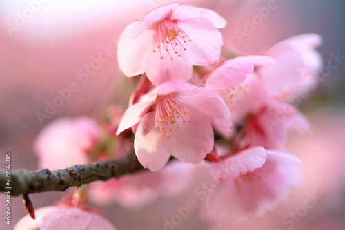 八重桜の頃 photo