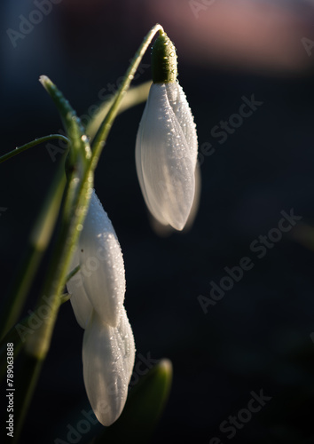 snowdrop in the sun
