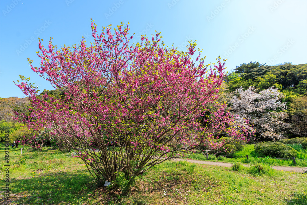 都市公園で満開に咲く美しいハナズオウ(マメ科)。
日本国東京都文京区、小石川植物園にて。
2024年4月撮影。
Beautiful Chinese redbud (Cercis chinensis, Fabaceae) in full bloom in a city park.
At Koishikawa botanical garden, Bunkyo-ku, Tokyo, Japan,
都市公園で満開に咲く美しいハナズオウ(マメ科)。
日本国東京都文京区、小石川植物園にて。
2024年4月撮影。
Beautiful Chinese redbud (Cercis chinensis, Fabaceae) in full bloom in a city park.
At Koishikawa botanical garden, Bunkyo-ku, Tokyo, Japan,