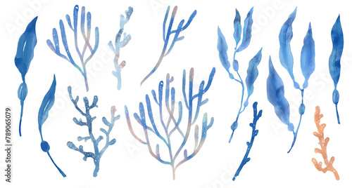 Watercolor digital illustration. Watercolor blue algae, corals, png with transparent background photo