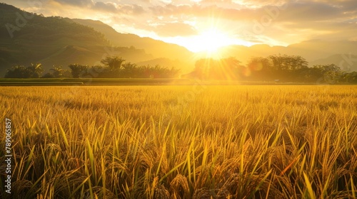 A golden rice field basking in the sunlight  ripe for harvest  showcasing the beauty and bounty of agricultural landscapes.
