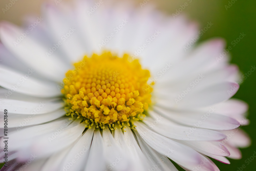 daisy flower closeup on green background, side view, flower petal texture daisy flower closeup on green background, side view, flower petal texture