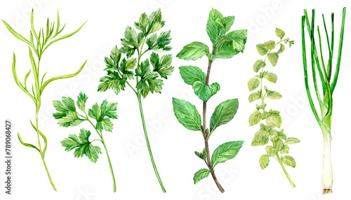 Watercolor collection of fresh herbs isolated  mint  tarragon  parsley  oregano  thyme  green onion. Kitchen herbs isolated on a white background. Fragrant Proven al spices for Mediterranean cuisine.