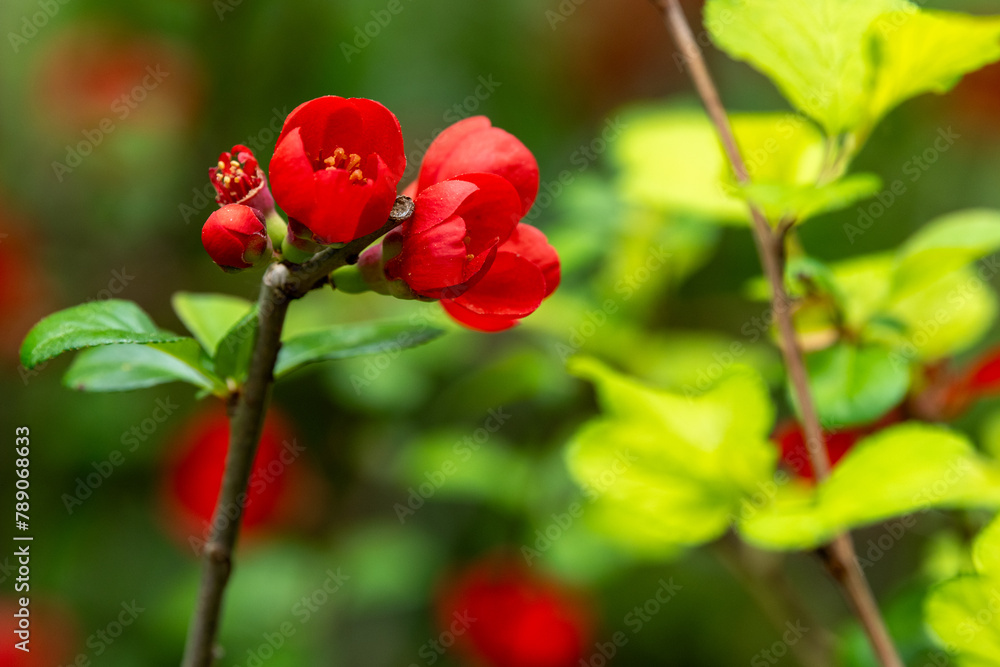 Japanese quince (Chaenomeles japonica) close up. Japanese quince (Chaenomeles japonica) close up.