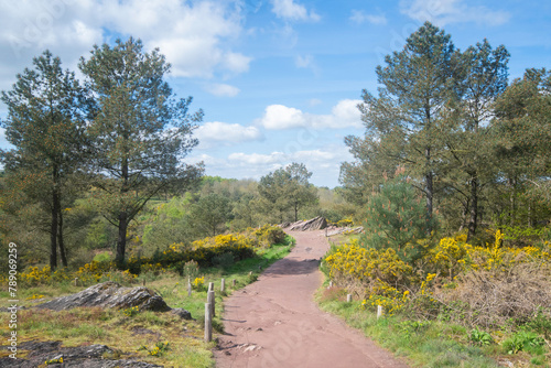 paysage de landes et foret au printemps en France, le val sans retour en foret de Broceliande en Bretagne, département du Morbihan photo