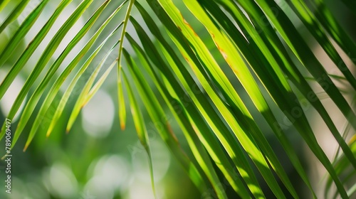 Close up green palm leaf texture leaf palm tree   Generative AI