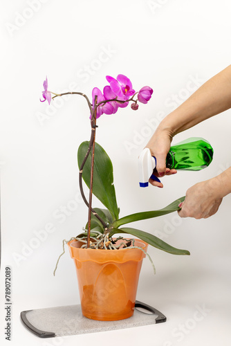 Woman sprays orchids in flower pot. Taking care for house plants.