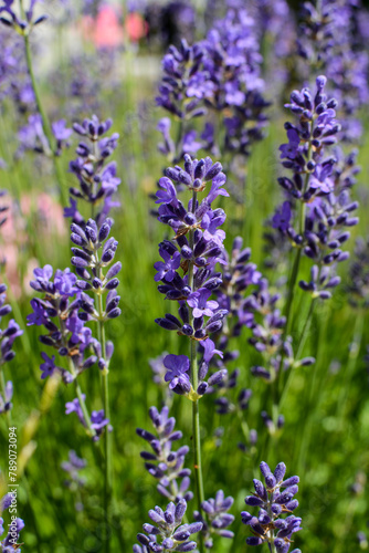Bright purple lavenders in the garden