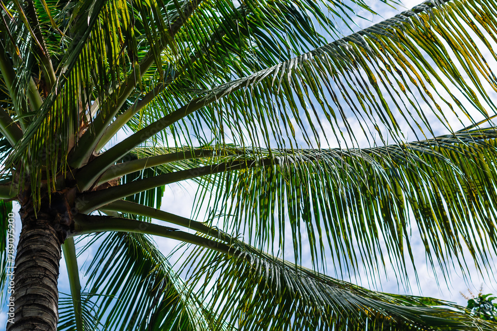 Coconut green tropical palm branches blue sky white clouds abstract background bright shiny sun day beautiful nature summer. Joy happiness harmony tranquility calm life Coconut green tropical palm branches blue sky white clouds abstract background bright shiny sun day beautiful nature summer. Joy happiness harmony tranquility calm life