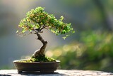 : Bonsai tree, tiny leaves, patience and harmony.