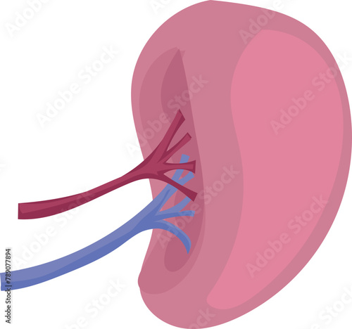 Kidney on a transparent background.
