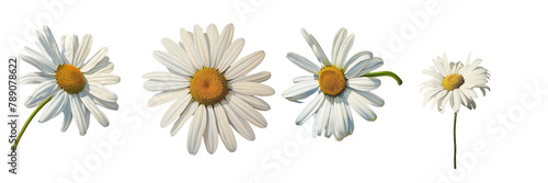 Set of A solitary daisy flower on a ,transparent background photo