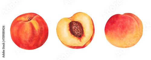 Hand drawn watercolor peaches set. Botanical illustration isolated on white background