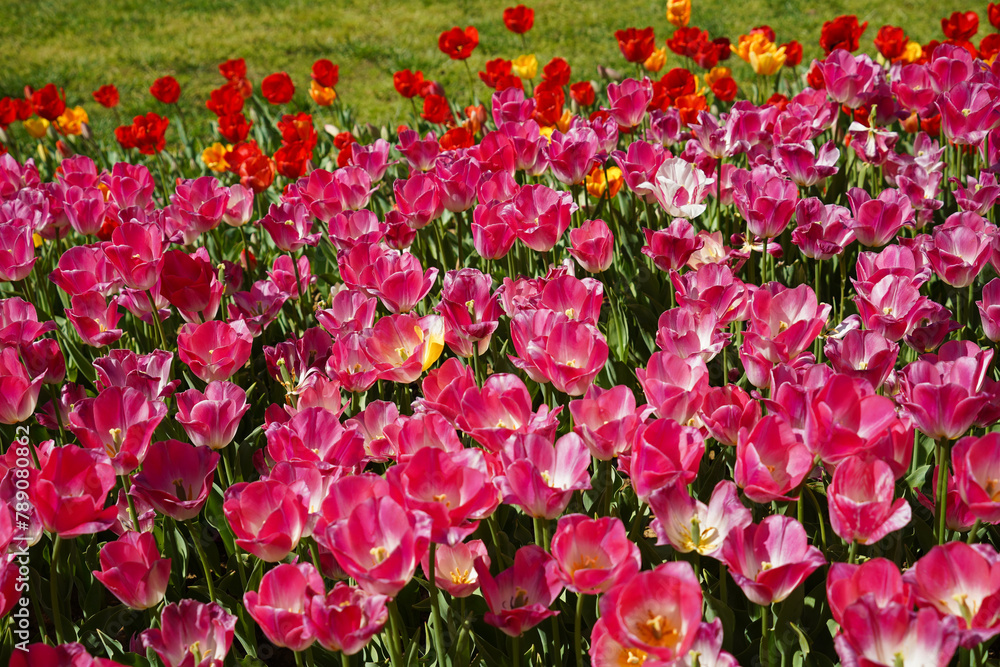 Bulbous flower that blooms every year in April, pink red tulips with very vibrant colors, Turkey Istanbul Emirgan