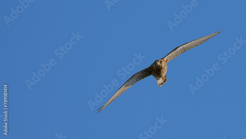 sokół  Falco tinnunculus photo