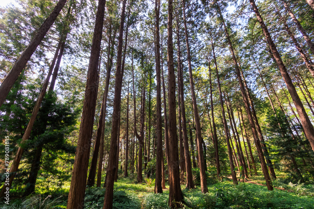 美しい杉の林。
日本国東京都文京区、小石川植物園にて。
2024年4月撮影。
Beautiful cedar forest.
At Koishikawa botanical garden, Bunkyo-ku, Tokyo, Japan,
photo by April, 2024.
美しい杉の林。
日本国東京都文京区、小石川植物園にて。
2024年4月撮影。
Beautiful cedar forest.
At Koishikawa botanical garden, Bunkyo-ku, Tokyo, Japan,
photo by April, 2024.
