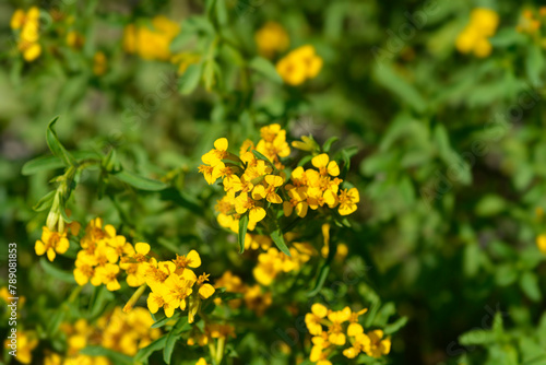Mexican marigold flowers photo