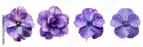 Set of A violet flower on a ,transparent background