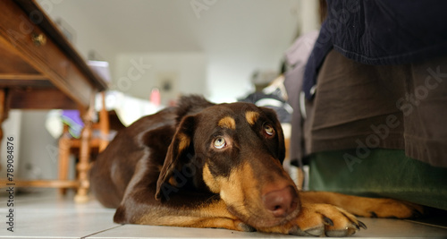 Front view of a lying on floor sleepy doberman dog looking up in a french living room.