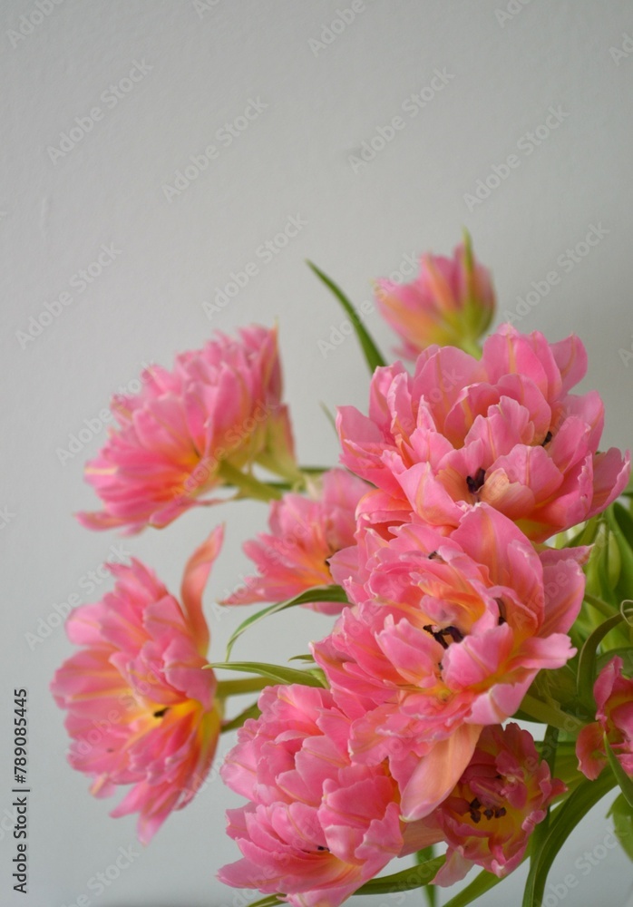 Obraz premium bouquet of pink tulips