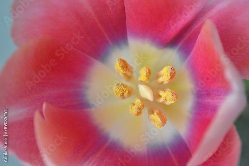 stamen of rose tulip closeup
