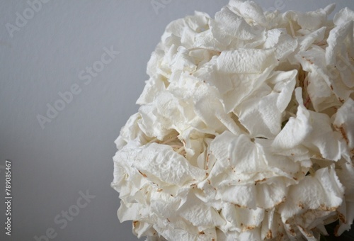 close up of dying white hyndrangea