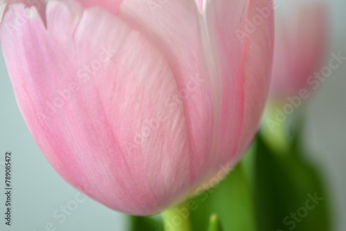 close up of  pink tulip