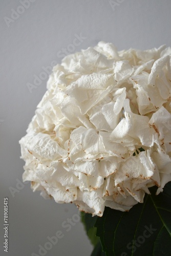 close up of dying white hyndrangea