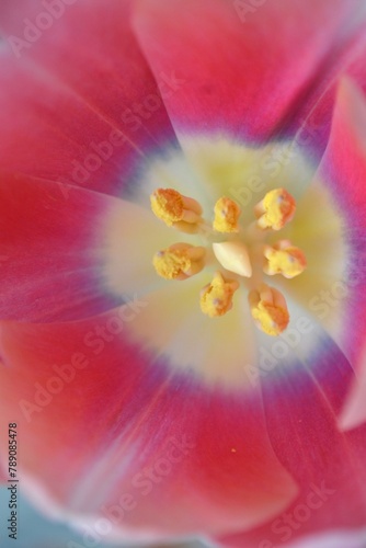 close up of rainbow tulip