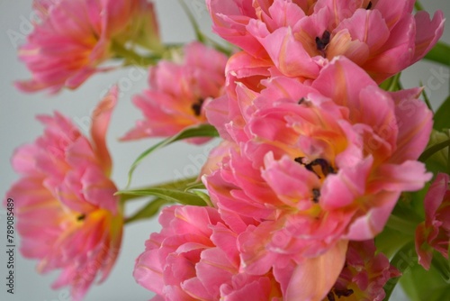 pink and yelow tulips with leaves