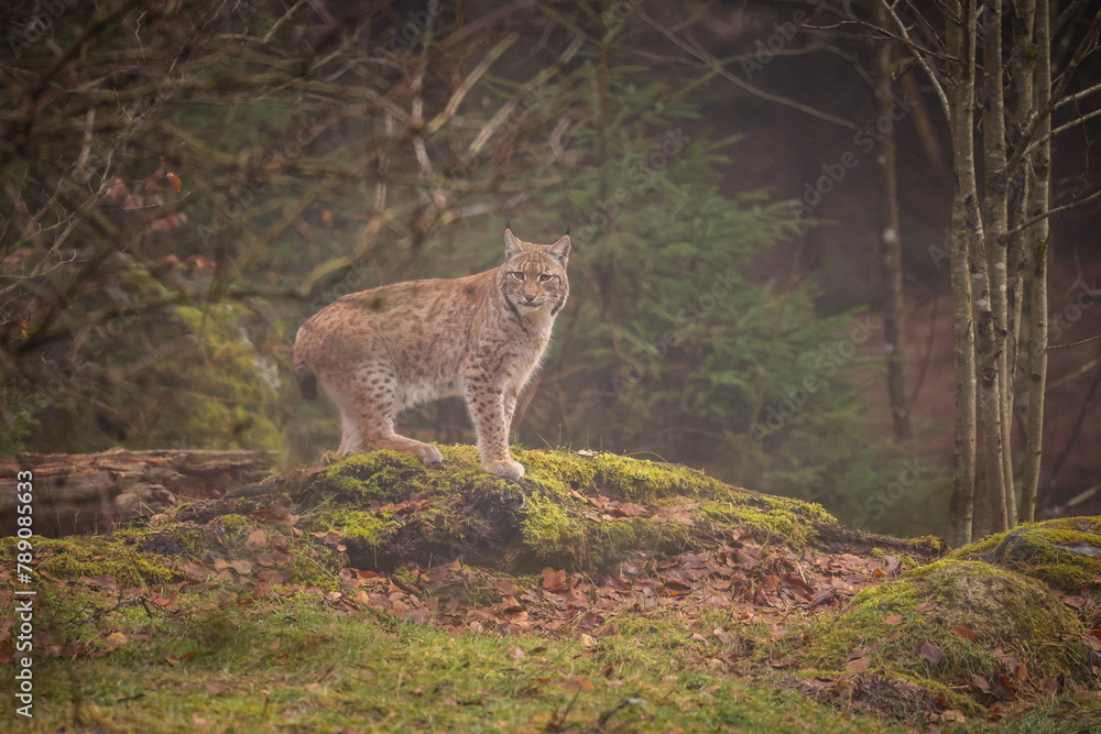 Eurasian lynx in the nature habitat. Beautiful and charismatic animal. Wild Europe. European wildlife. Animals in european forests. Lynx lynx. Eurasian lynx in the nature habitat. Beautiful and charismatic animal. Wild Europe. European wildlife. Animals in european forests. Lynx lynx.