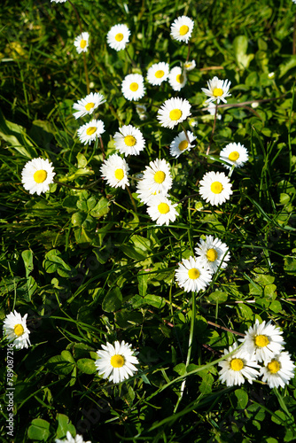 Cute little daisies that grow in their natural habitat, growing among meadows and grasses