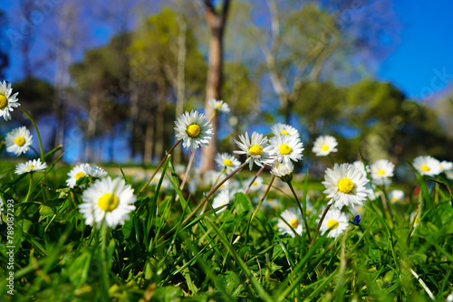 Cute little daisies that grow in their natural habitat, growing among meadows and grasses