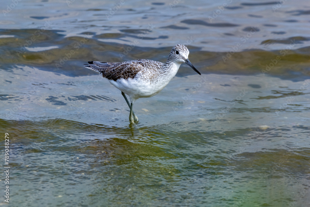 waders Po delta regional park seagulls and cormorants Comacchio valleys Adriatic coast
