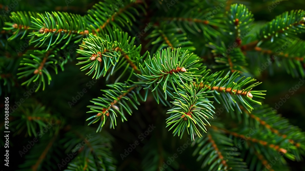 custom made wallpaper toronto digitalgreen branches of a pine tree closeup short needles of a coniferous tree closeup on a green background texture of needles of a Christmas tree closeup : Generative AI