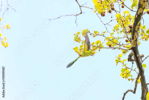 飛翔する美しいワカケホンセイインコ（インコ科）。

日本国東京都文京区、小石川植物園にて。
2024年4月撮影。

A beautiful Indian Rose-necked Parakeet (Psittacula krameri manillensis, family comprising parrots) in flight.

At Koishikawa botanical garden photo