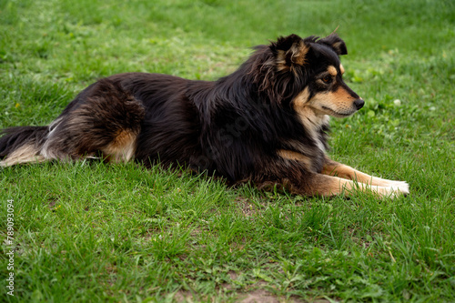 Beautiful dog lying on the grass in the park. Long-haired dog.