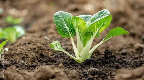 Pak choi seedling sprouting in soil Bok choy pok choi or chinese cabbage in soil Organic farming concept Close up of young green pak choi plant : Generative AI