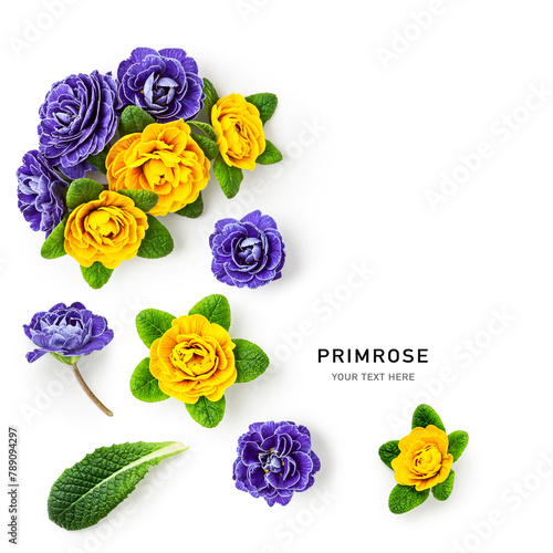 Yellow and lilac primrose flowers petals isolated on white background.
