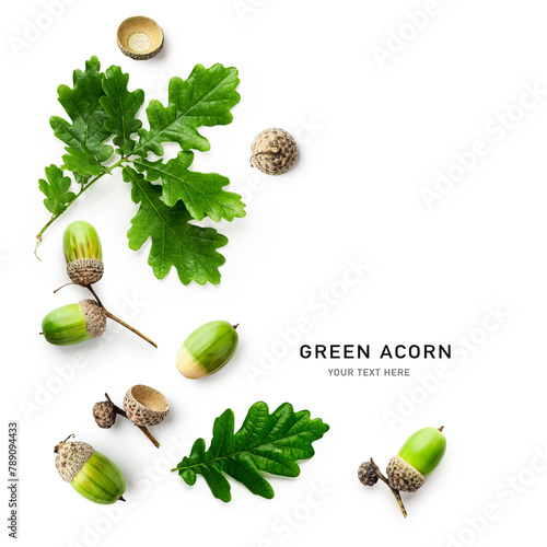 Oak leaves and green acorns isolated on white background.