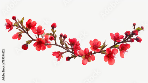 A branch of red flowers on a white background