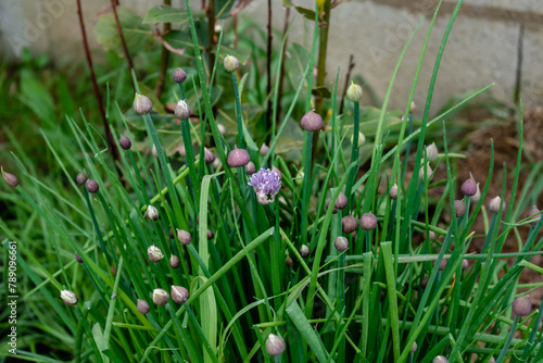 Chives in flower and with buds, allium schoenoprasum