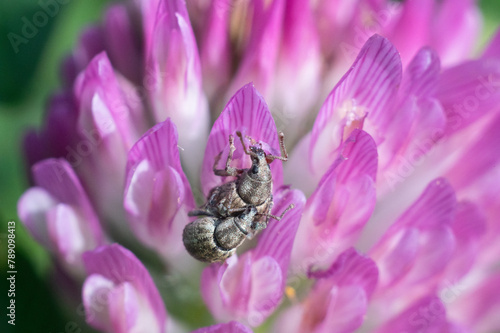 Peritelus sphaeroides - Péritèle gris - Trifolium pratense - Red Clover - Trèfle des prés - Trèfle commun photo