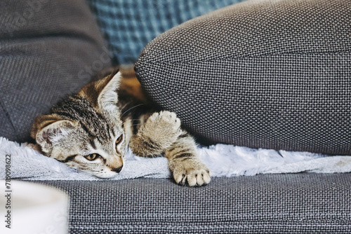 Portrait d'un mignon petit bébé chaton tigré à la maison  © PicsArt